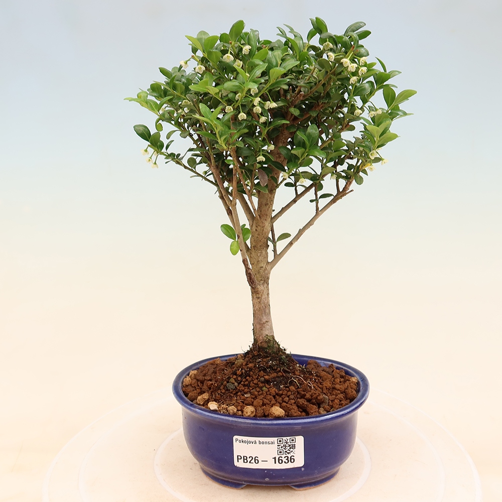 Bonsaï de chambre - Ilex crenata - Houx