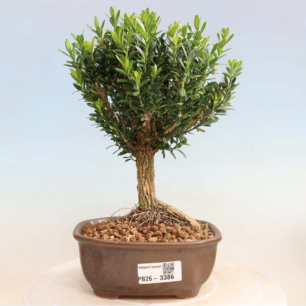 Bonsaï de chambre - Buxus harlandii - buxus liège