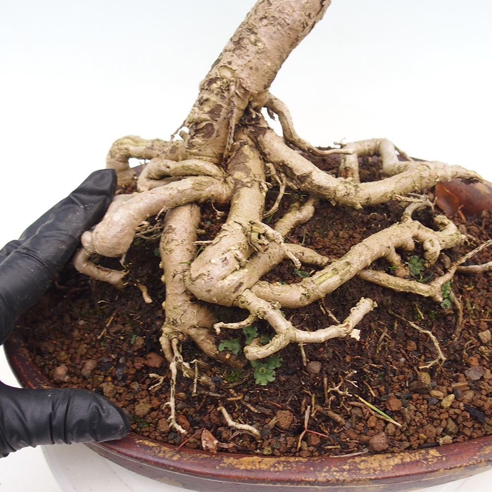 Bonsaïs d'extérieur - Ginkgo biloba - Ginkgo biloba