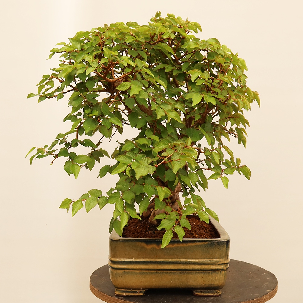 Bonsaï d'extérieur -Carpinus Coreana - Charme de Corée