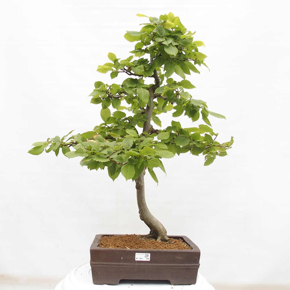Bonsaï d'extérieur - Charme - Carpinus betulus