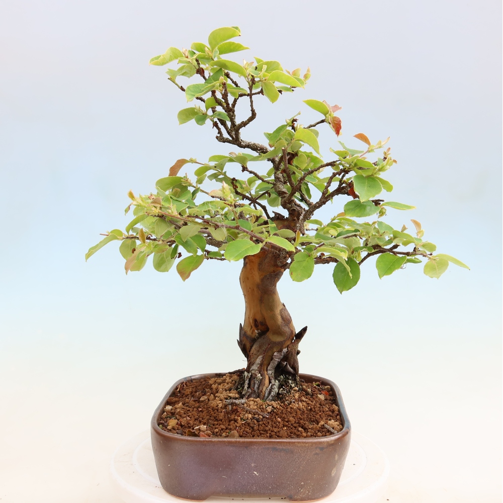 Bonsaï d'extérieur - Pseudocydonia sinensis - cognassier chinois