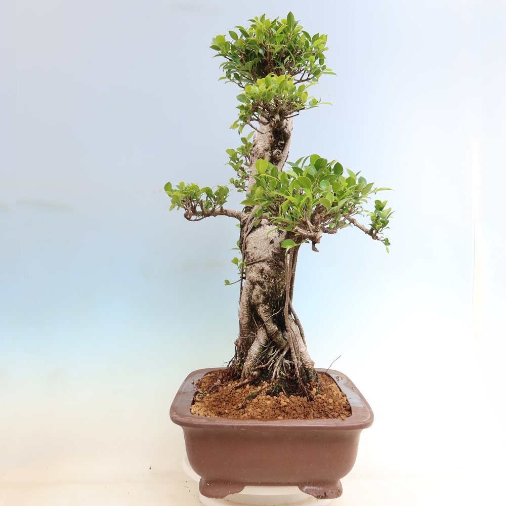Salle bonsaï - Ficus kimmen - ficus à petites feuilles