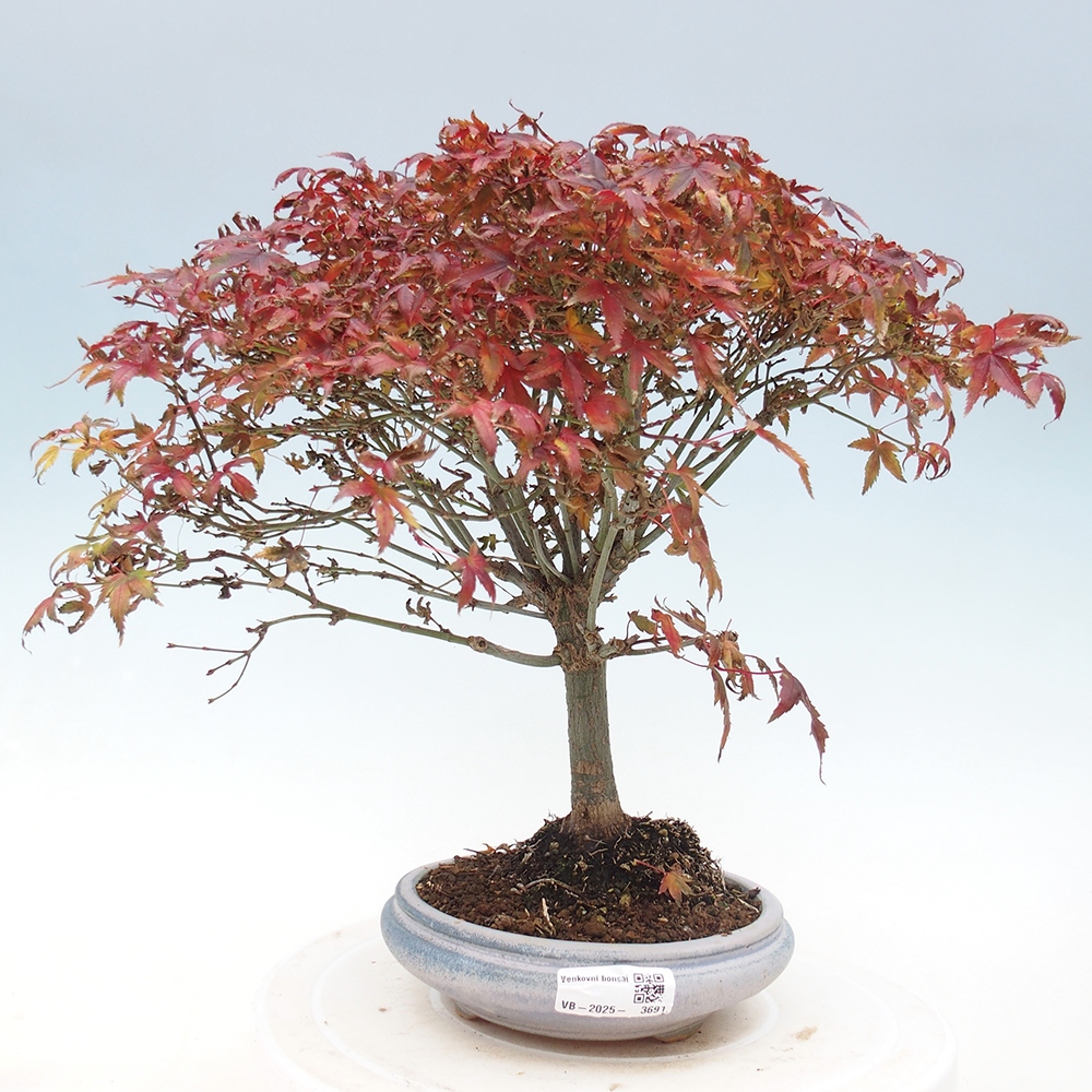Acer palmatum KIOHIME - Érable palmé