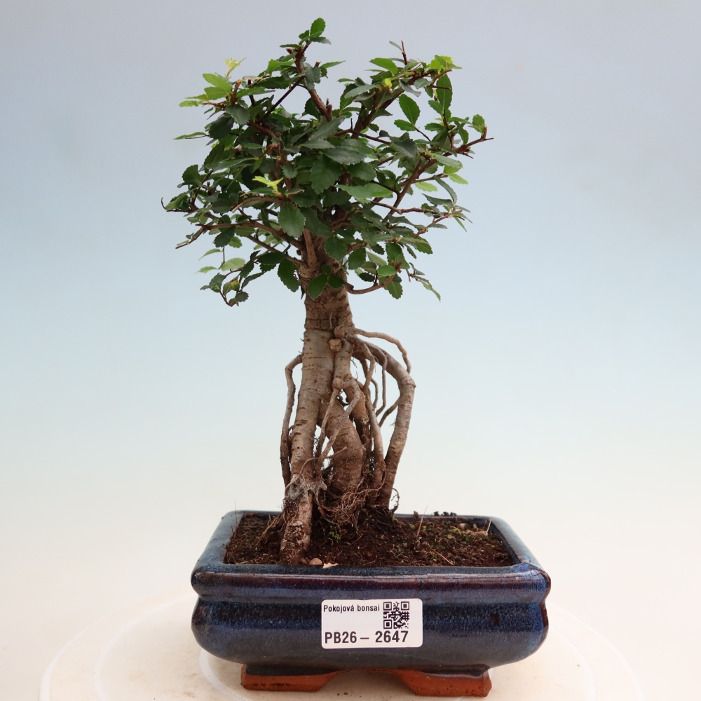 Bonsaï de chambre - Ulmus parvifolia - Orme à petites feuilles