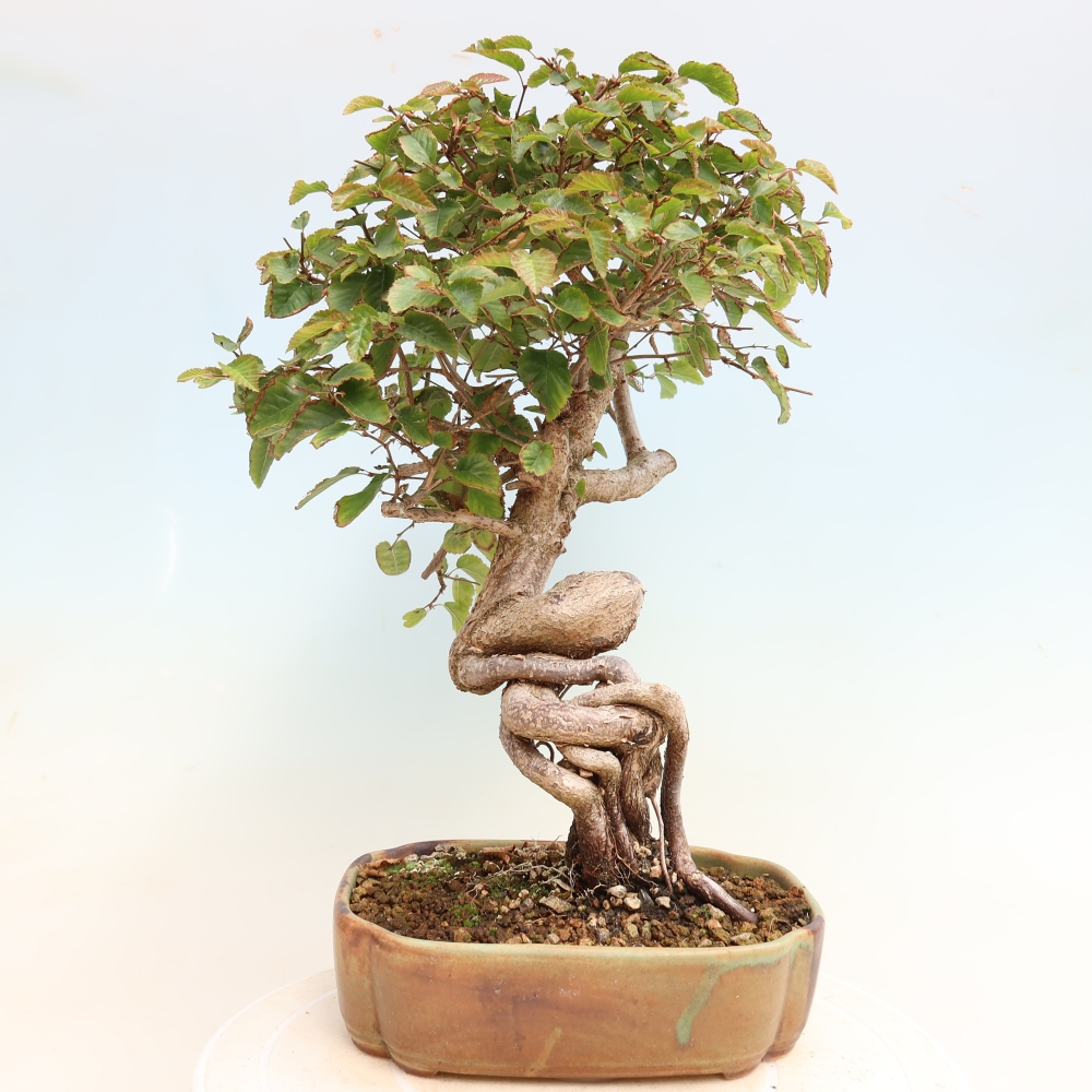 Bonsaï d'extérieur -Carpinus CARPINOIDES - Charme de Corée