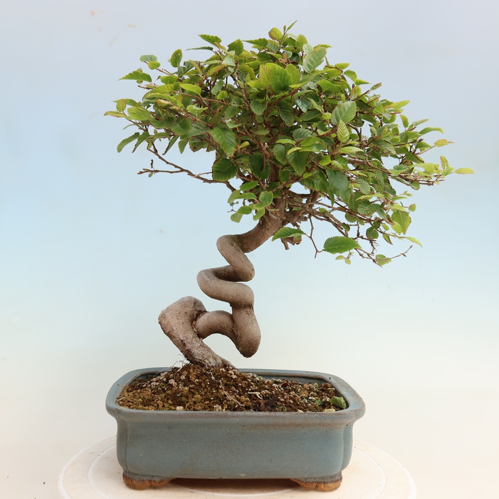 Bonsaï d'extérieur -Carpinus CARPINOIDES - Charme de Corée