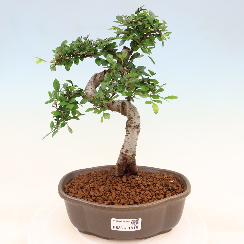 Bonsaï de chambre - Ulmus parvifolia - Orme à petites feuilles
