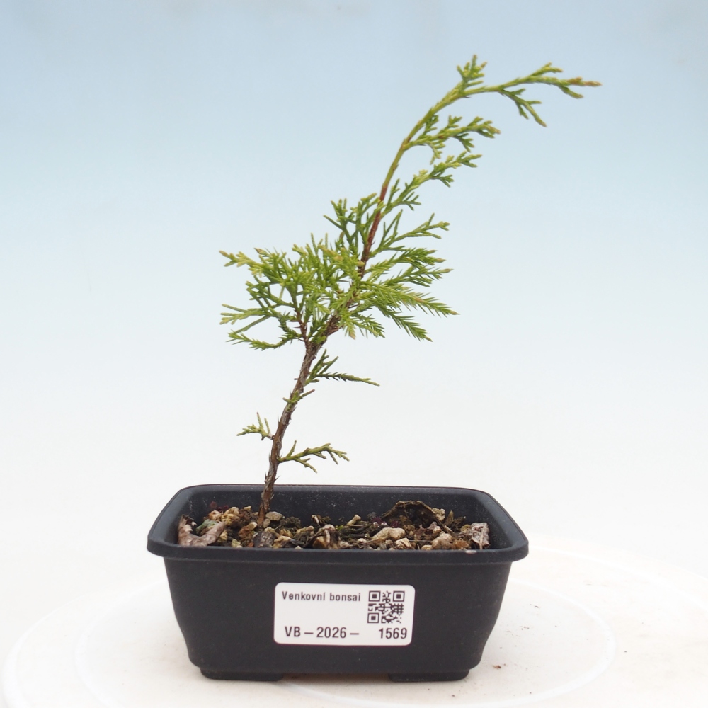 Bonsaï d'extérieur - Juniperus chinensis Itoigawa