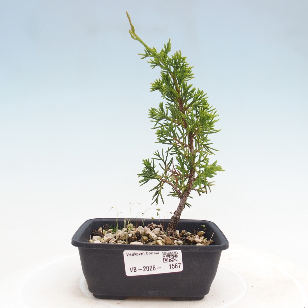 Bonsaï d'extérieur - Juniperus chinensis Itoigawa