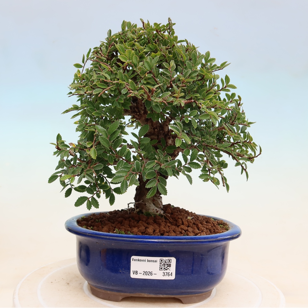 Bonsaï d'extérieur - Zelkova - Zelkova NIRE