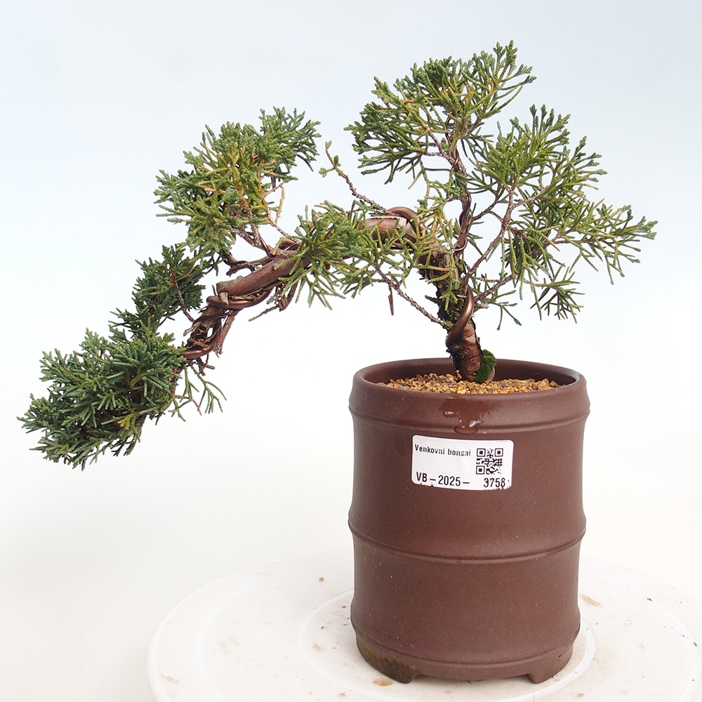Bonsaï d'extérieur - Juniperus chinensis Kishu