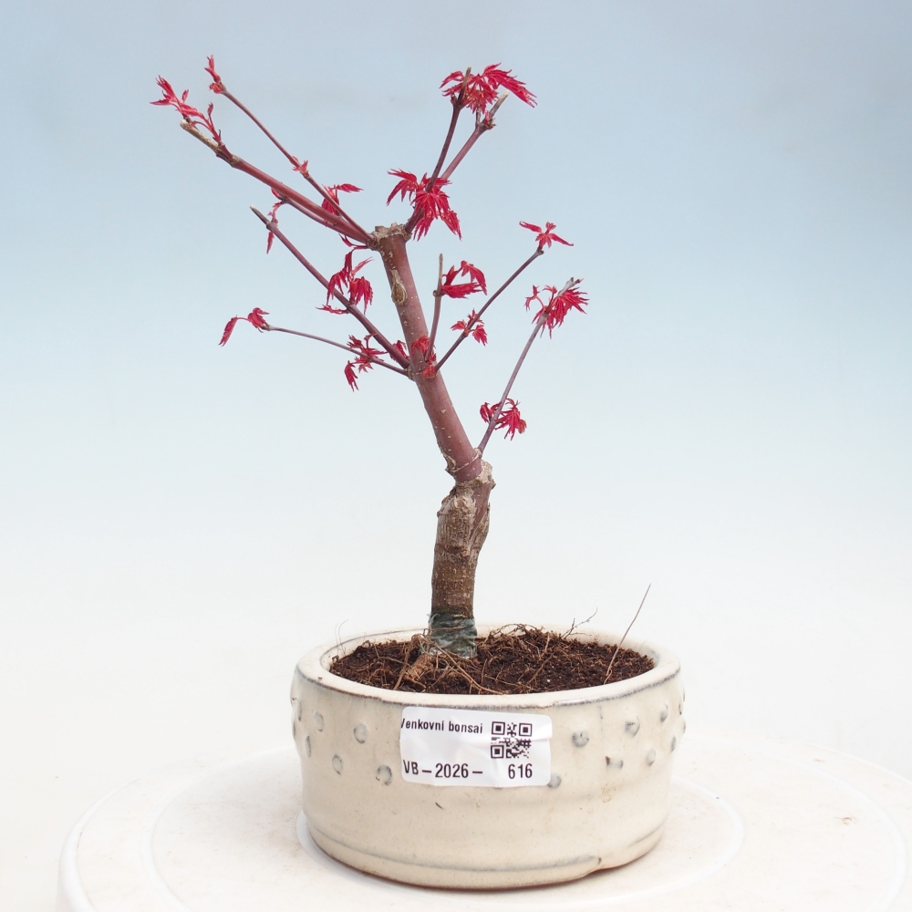 Bonsaï d'extérieur - Acer palmatum DESHOJO