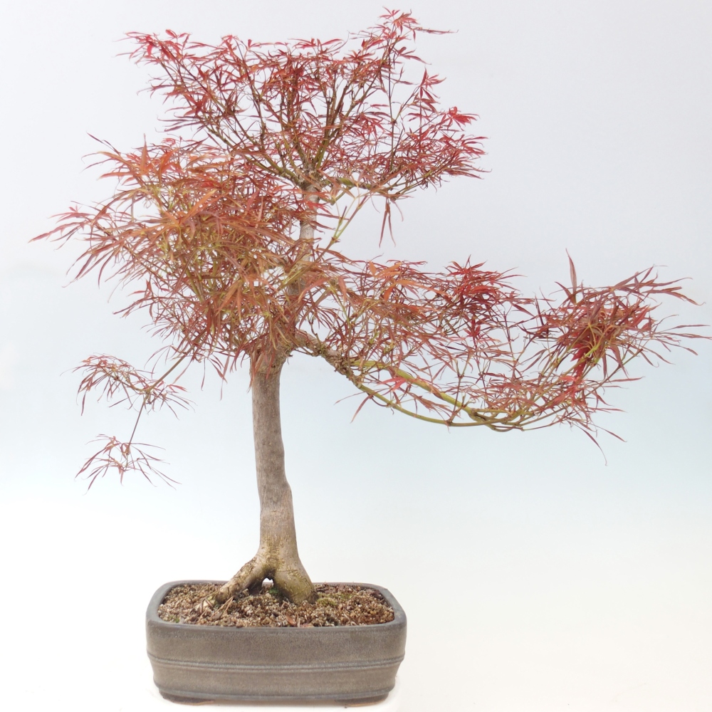 Bonsaï d'extérieur - Acer palmatum RED PYGMY