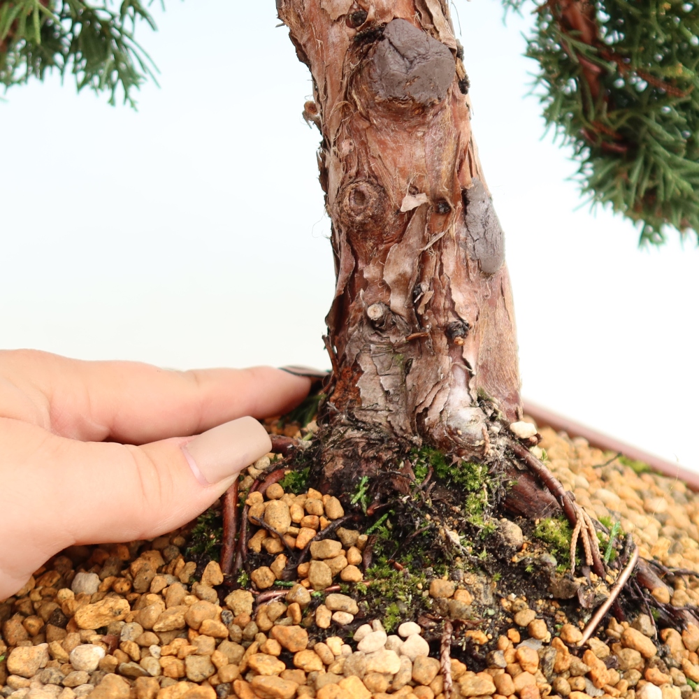 Bonsaï d'extérieur - Juniperus chinensis Kishu