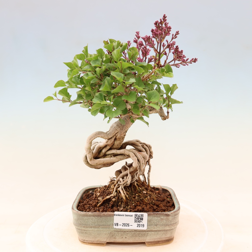 Bonsaï d'extérieur - Syringa microphylla - lilas à petites fleurs