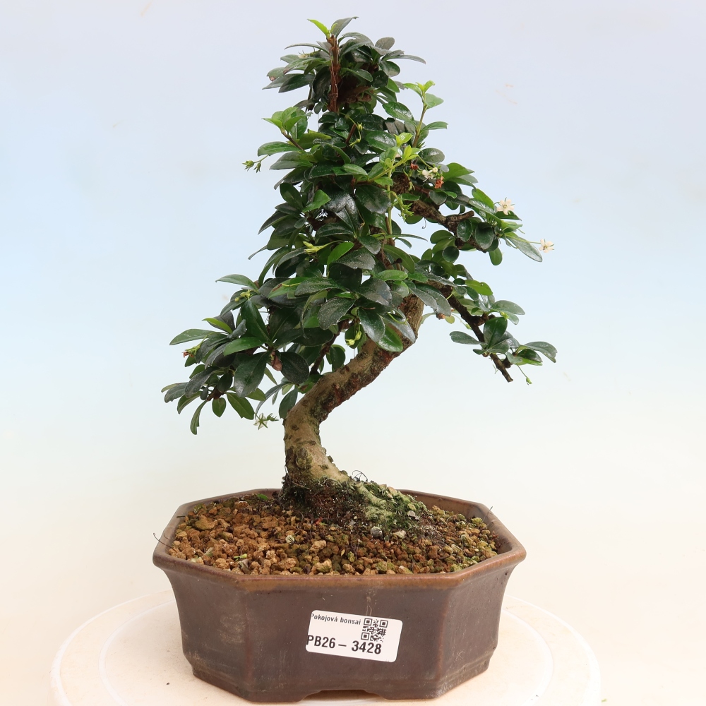 Bonsaï de chambre - Carmona macrophylla - Tea fuki