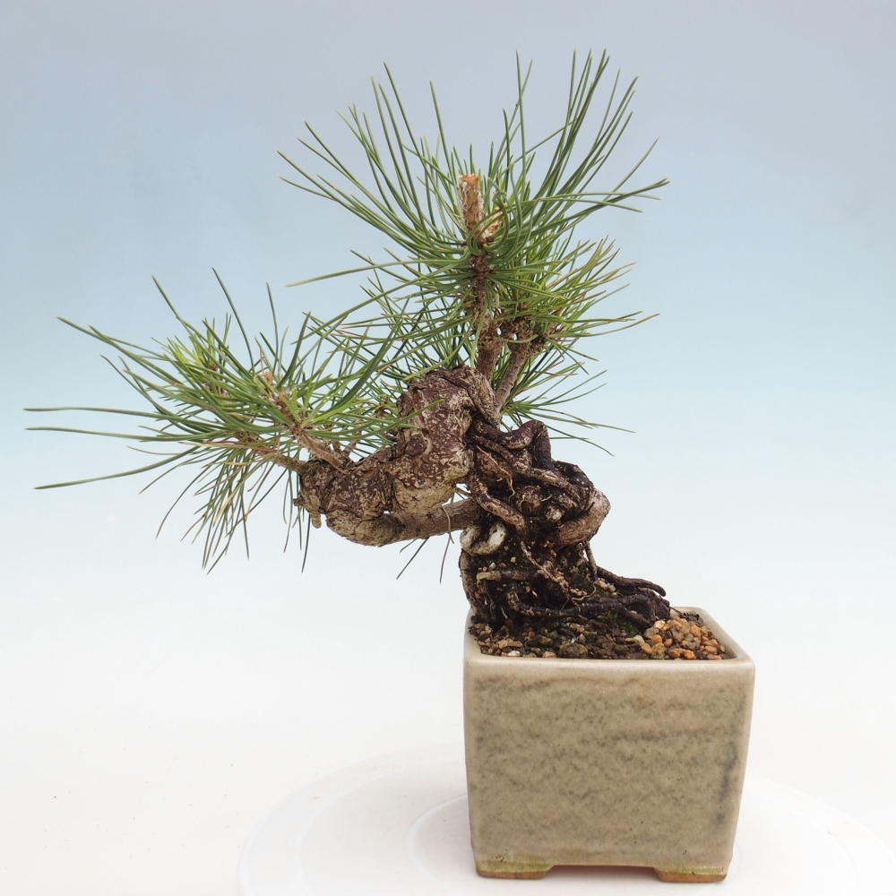 Bonsaï d'extérieur - Pinus thunbergii - Pin de Thunberg