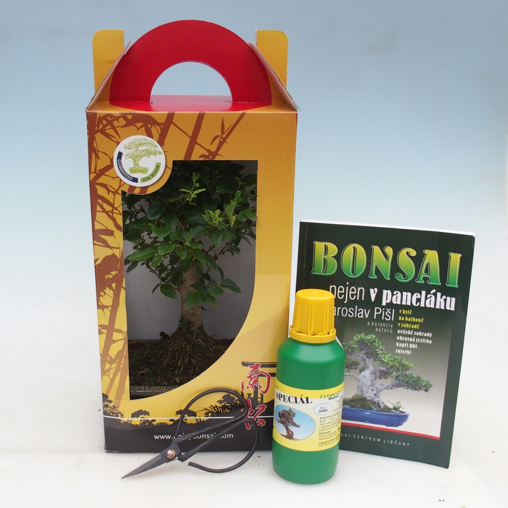 Bonsaï de chambre en boîte cadeau Ligustrum chinensis - Bec d'oiseau