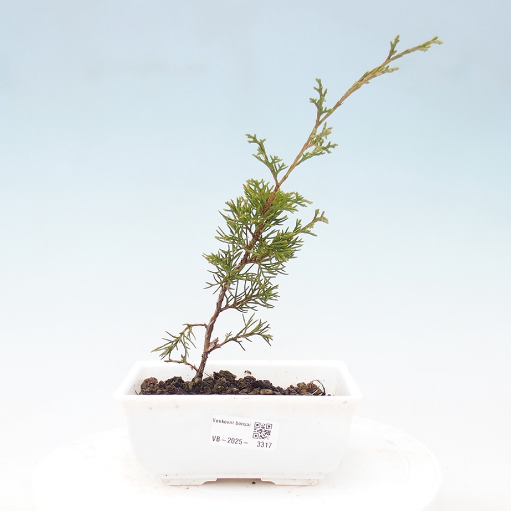 Bonsaï d'extérieur - Juniperus chinensis Itoigawa