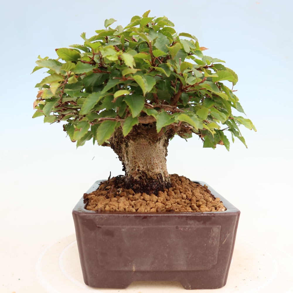 Bonsaï d'extérieur -Carpinus Coreana - Charme de Corée