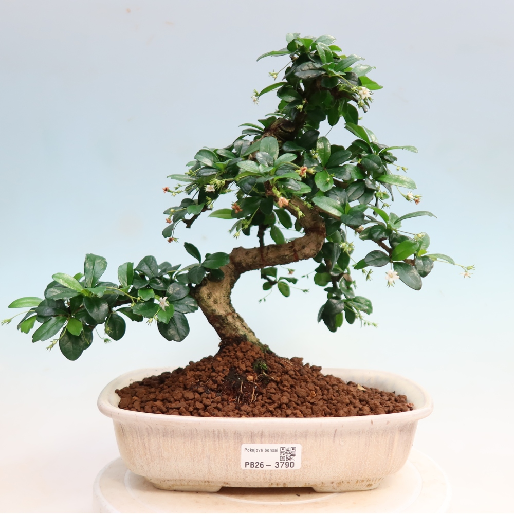Bonsaï de chambre - Carmona macrophylla - Tea fuki