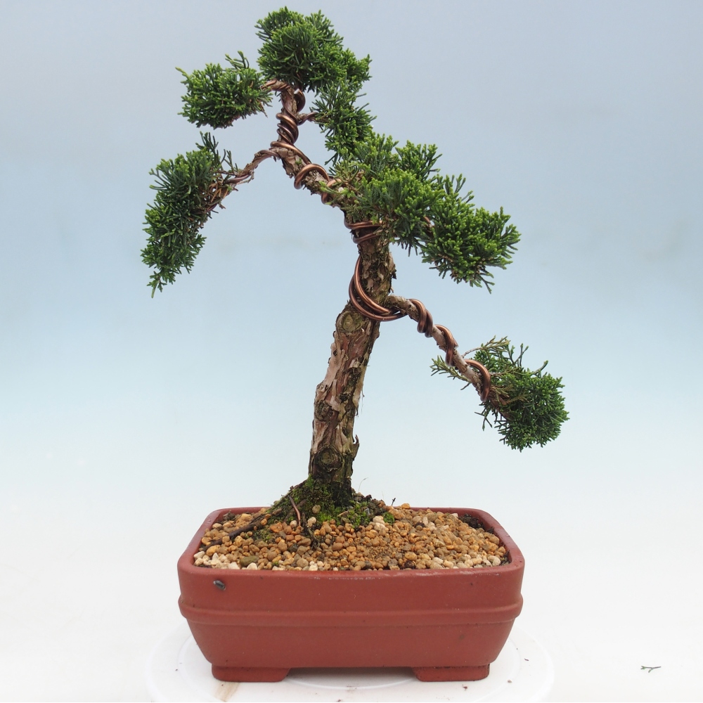 Bonsaï d'extérieur - Juniperus chinensis Kishu