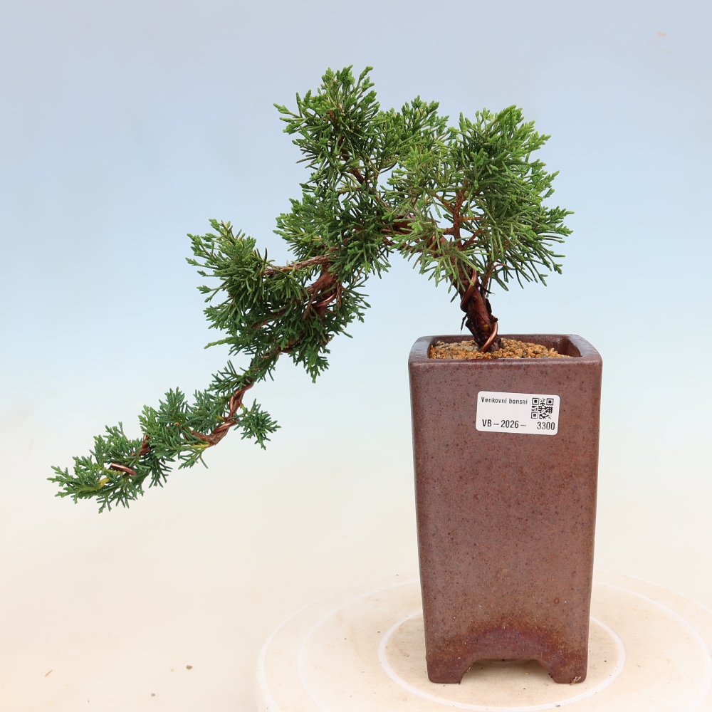 Bonsaï d'extérieur - Juniperus chinensis Kishu