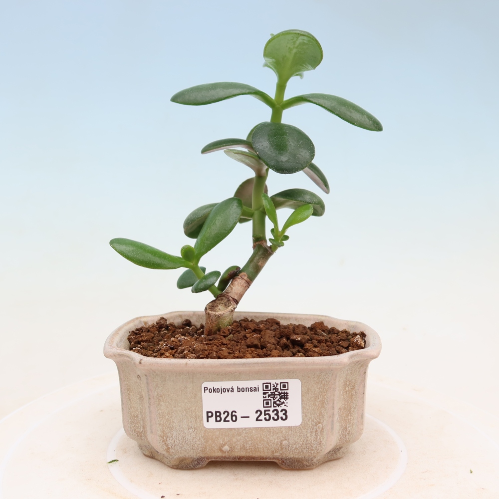 Bonsaï de chambre - Portulakaria Afra - Tlustice