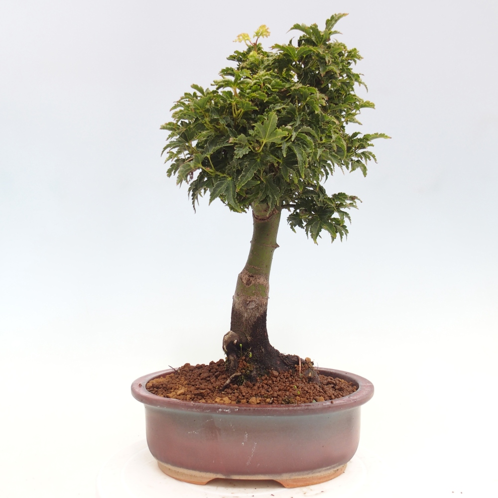 Bonsaï d'extérieur -Javor palm Acer palmatum Shishigashira