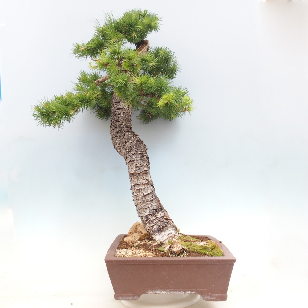 Bonsaï d'extérieur -Larix decidua - Mélèze