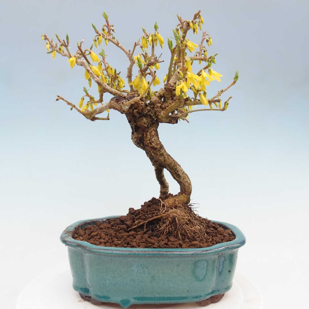 Bonsaï d'extérieur - Zlatice - Forsythia koreana