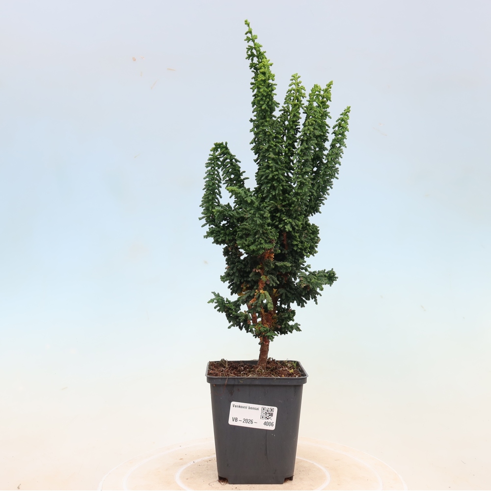 Bonsaï d'extérieur - Cham. obtusa SEKKA HINOKI - Cyprès