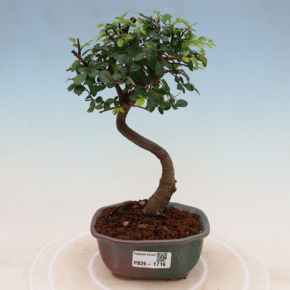 Bonsaï de chambre - Ulmus parvifolia - Orme à petites feuilles