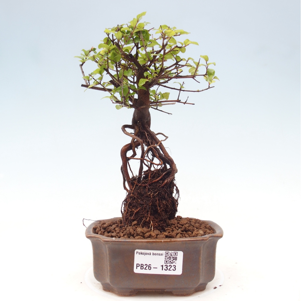 Bonsaï de chambre - Sageretia thea - Sageretia thea