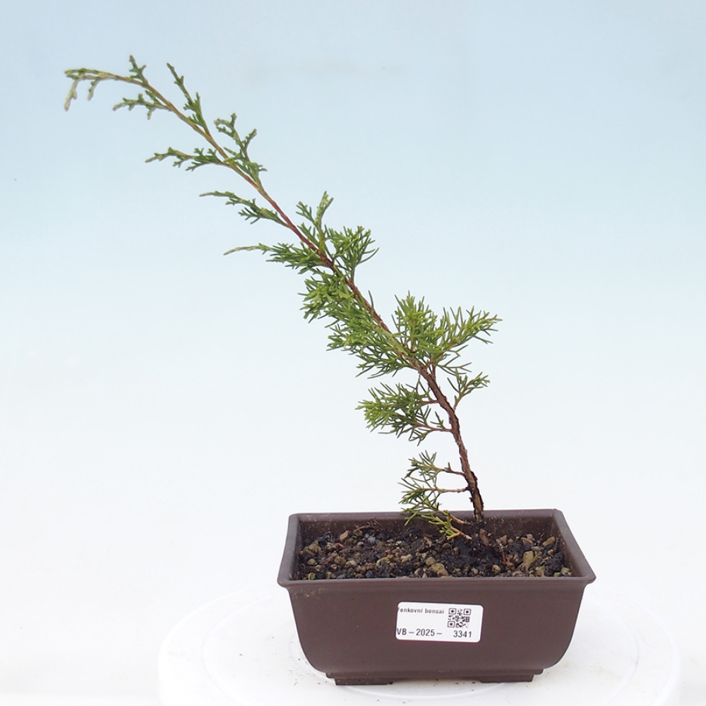 Bonsaï d'extérieur - Juniperus chinensis Itoigawa