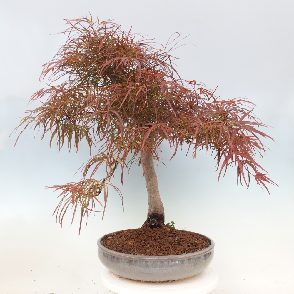 Bonsaï d'extérieur - Acer palmatum RED PYGMY