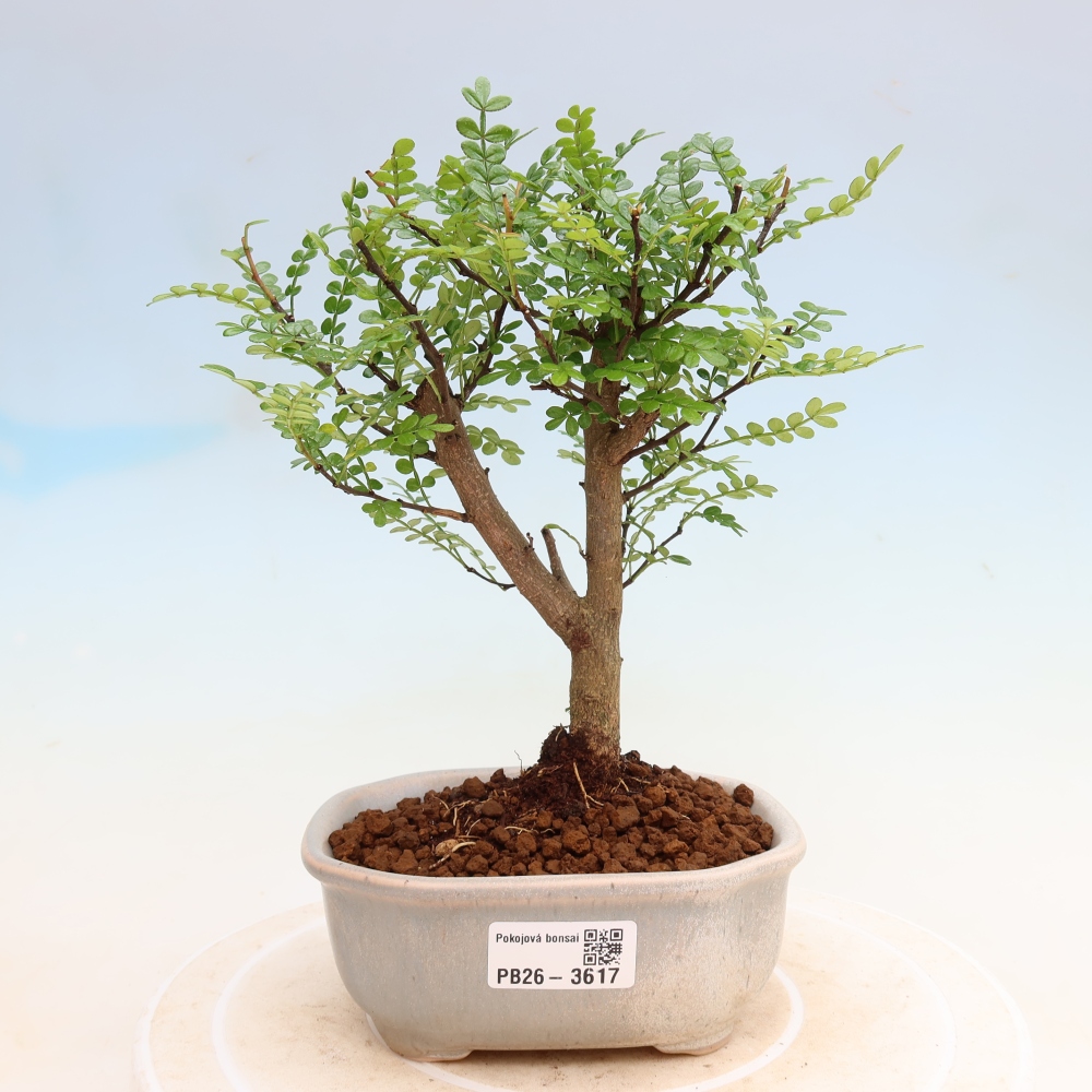 Salle bonsaï - Zantoxylum piperitum - arbre à poivre