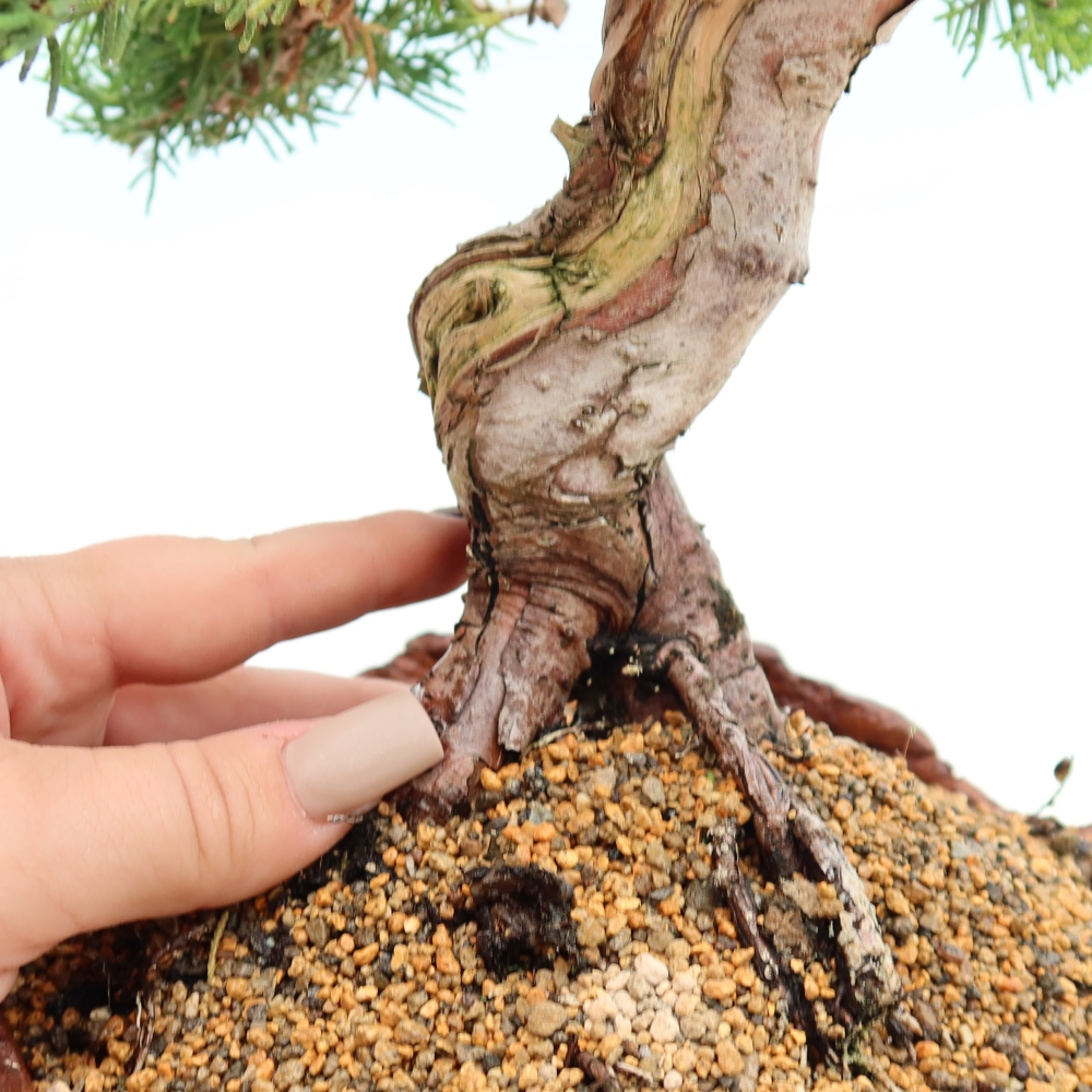 Bonsaï d'extérieur - Juniperus chinensis Itoigawa-Juniperus chinensis