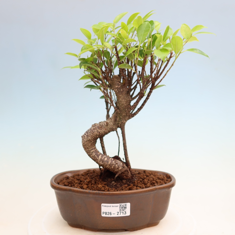 Salle bonsaï - Ficus kimmen - ficus à petites feuilles