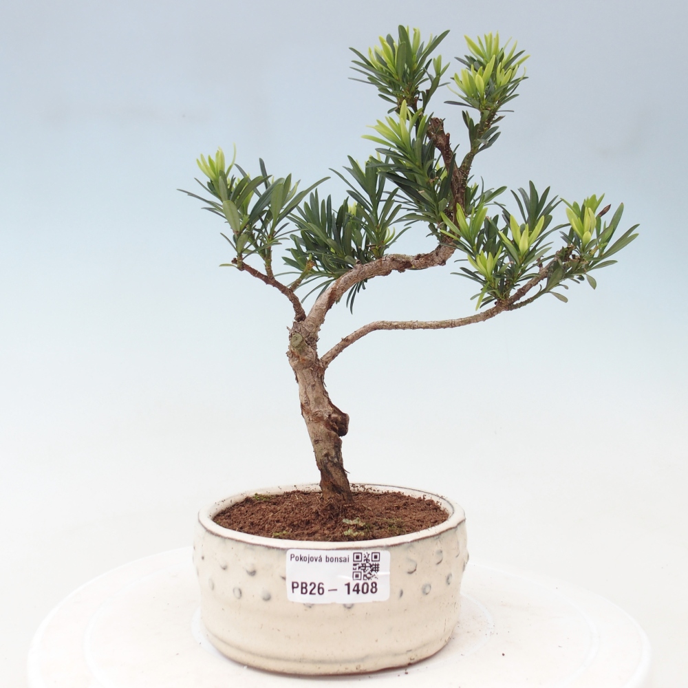 Salle bonsaï - Podocarpus - If en pierre