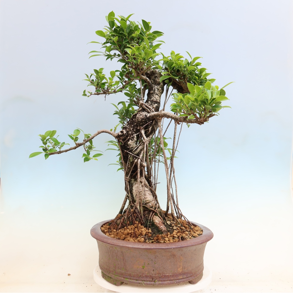 Salle bonsaï - Ficus kimmen - ficus à petites feuilles