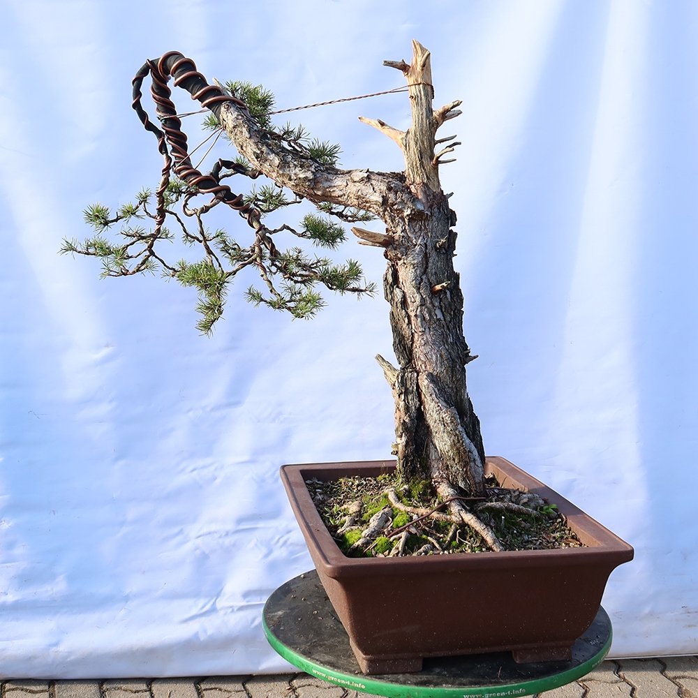 Pinus sylvestris Espagne - pin sylvestre