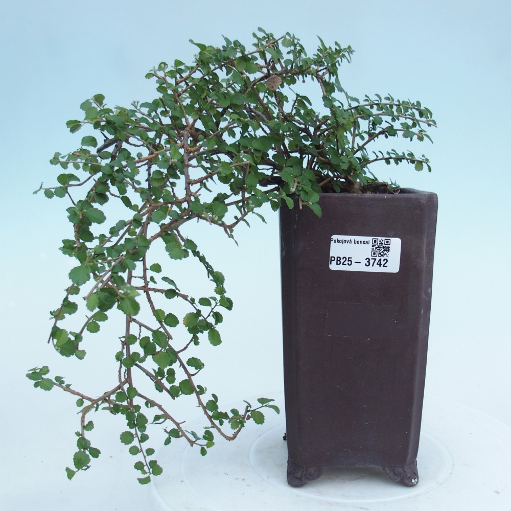 Bonsaï de chambre - Grewia sp. - Grewia malafolia