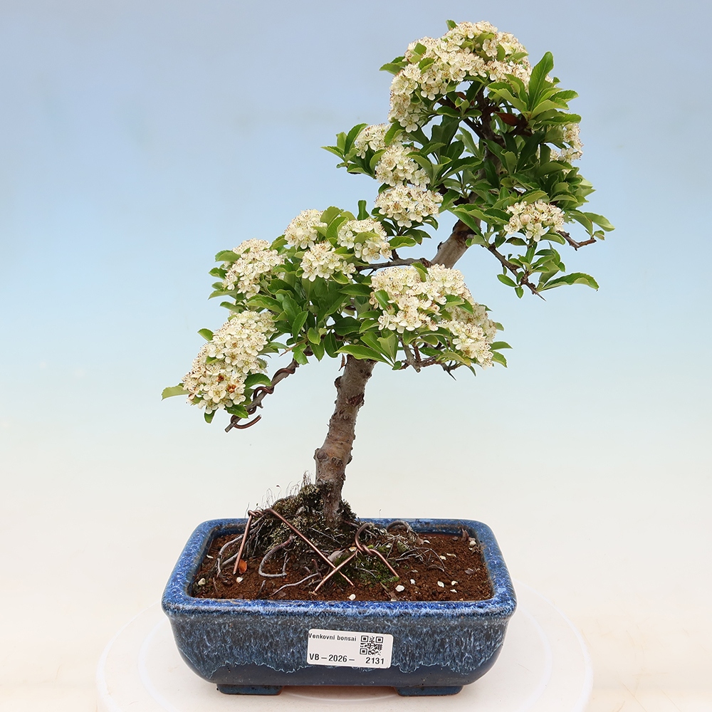 Bonsaï d'extérieur - Pyracantha teton - Pyracantha