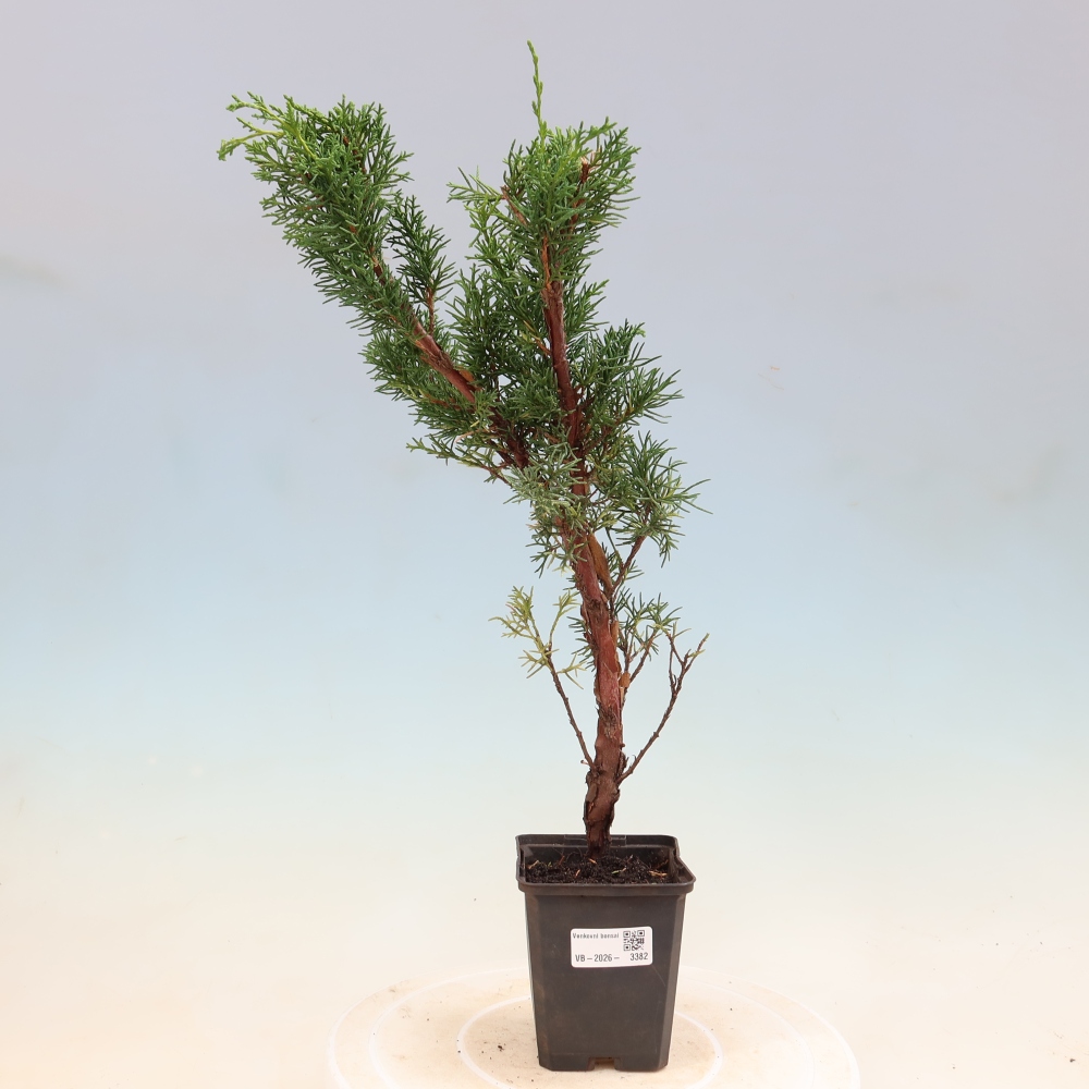Bonsaï d'extérieur - Juniperus chinensis Kishu