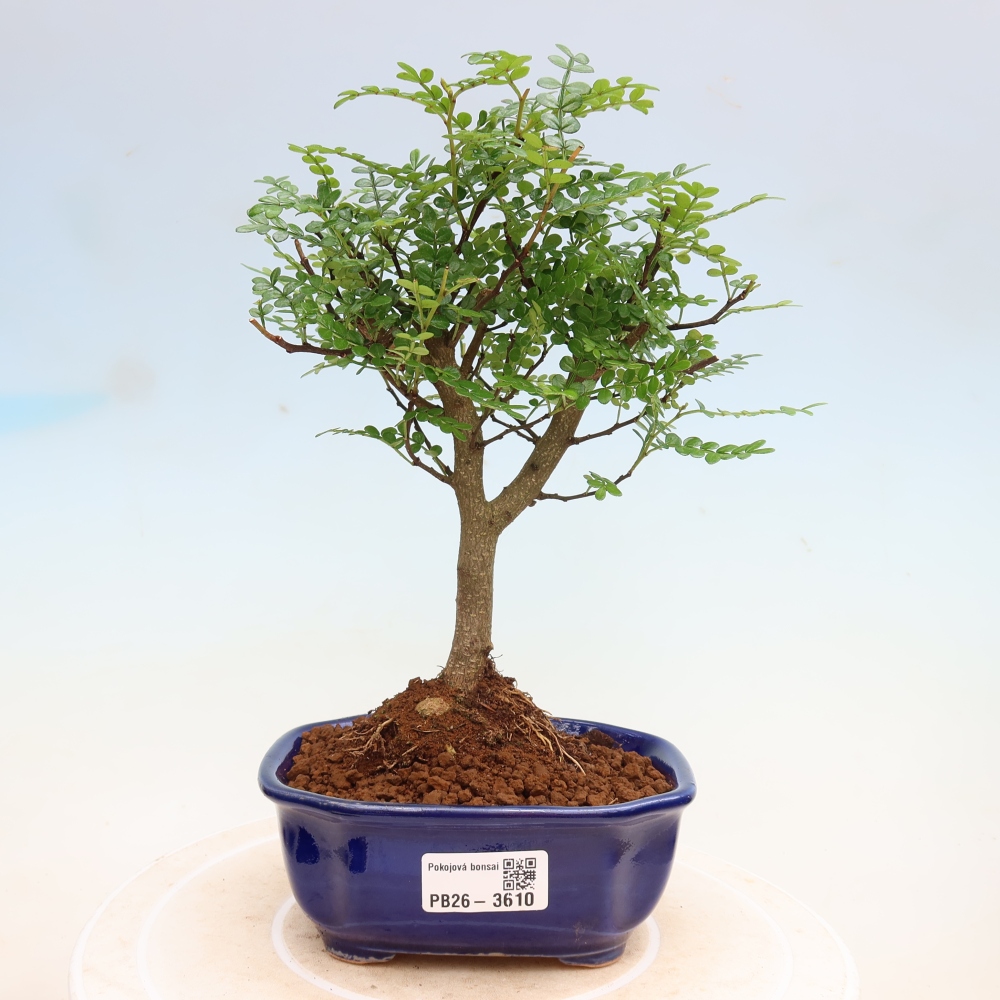 Salle bonsaï - Zantoxylum piperitum - arbre à poivre