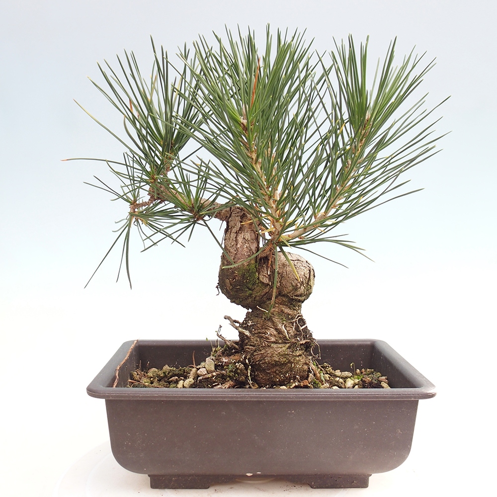 Bonsaï d'extérieur - Pinus thunbergii - Pin de Thunberg