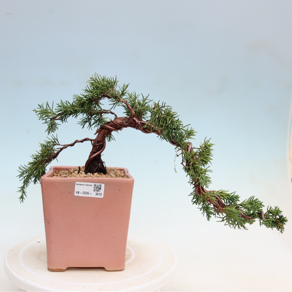 Bonsaï d'extérieur - Juniperus chinensis Kishu