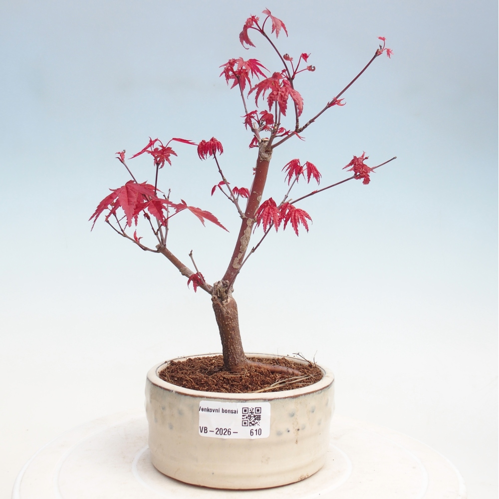 Bonsaï d'extérieur - Acer palmatum DESHOJO